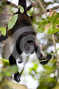 Howler monkey photo