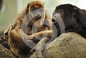 Howler monkey and brood