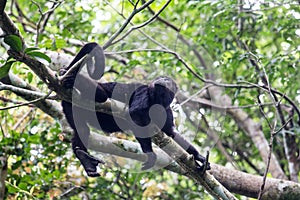 Howler monkey in canopy