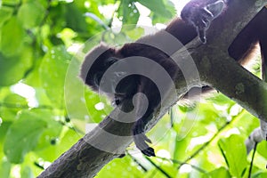 Howler monkey in Costa Rica