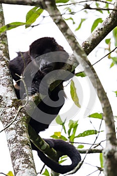 Howler monkey in Costa Rica