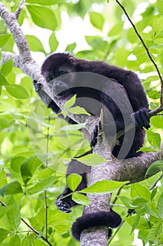 Howler monkey in Costa Rica
