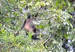 howler monkey feeding hanging from tail, Refugio de Vida Silvestre Cuero y Salado, Honduras, central america photo