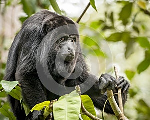 Howler Monkey In Forest