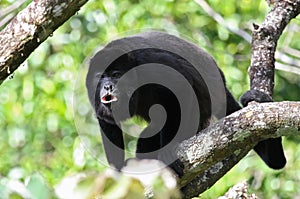 Howler Monkey Howling photo