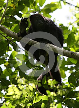 Howler Monkey II