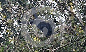 Howler monkey photo