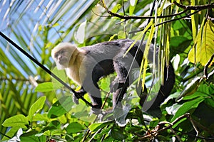 Howler Monkey in the Jungle