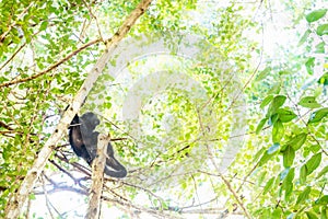 Howler monkey lying and looking up in sunlightened trees, El Remate, Peten, Guatemala