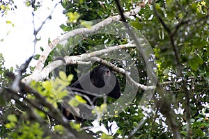 Howler monkey in the middle of the Mexican jungle. black monkey in the middle of the tree fronds in the tropical jungle