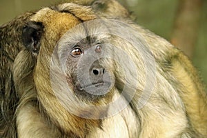 Howler Monkey photo