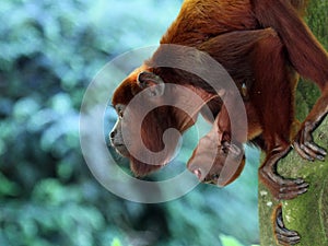 Howler monkey mother with baby