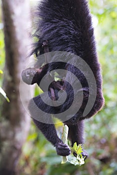 Howler monkey Mother and baby