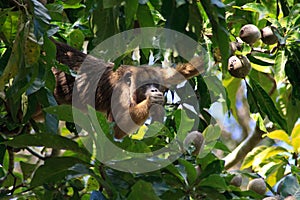 Howler monkey in pantanal, Brazil photo