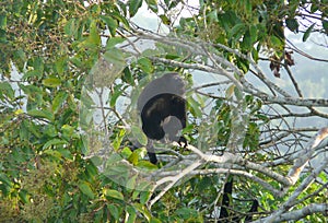 A howler monkey rest over a branch in front of Can photo