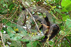 Howler Monkey seen in Corcovado National Park with lush tropical rainforest in the Osa Peninsula, Pacific ocean, Costa Rica