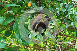 Howler Monkey seen in Corcovado National Park with lush tropical rainforest in the Osa Peninsula, Pacific ocean, Costa Rica