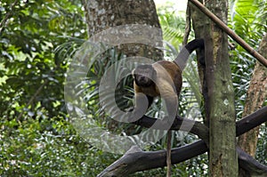 Howler monkey in singapore zoo