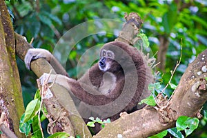 Howler Monkey sits in a tree in a park hanging on and letting out its loud call to his other monkeys.