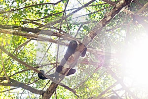 Howler monkey in sunlightened trees with backlight, El Remate, Peten, Guatemala