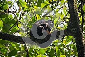 A howler monkey taking care of her baby photo