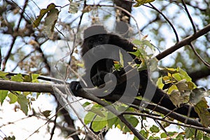 Howler monkey on a tree in Costa Rica photo