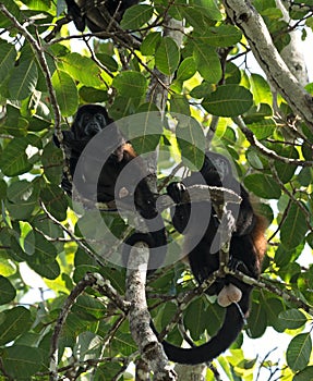 Howler monkey in a tree on an island in Gulf of Chiriqui panama