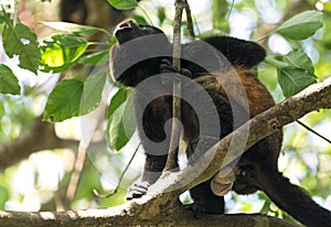 Howler monkey in a tree on an island in Gulf of Chiriqui panama photo