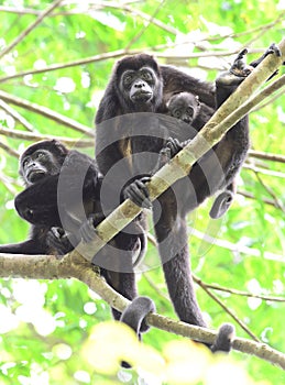 howler monkey troop resting in tree with adorable baby, corcovado national park, costa rica photo