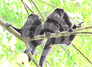 Howler monkey troop in tree with baby, corcovad0, costa rica photo