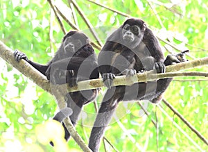 Howler monkey troop in tree with baby, corcovad0, costa rica