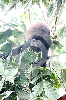 Howler Monkey watching