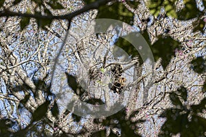 Howler monkeys, Alouatta monotypic in subfamily Alouattinae, sitting high in the trees of the Pantanal.