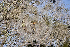 Howler monkeys Alouatta monotypic in subfamily Alouattinae sitting high in the trees of the Pantanal wetlands