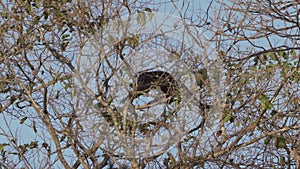 Howler monkeys, Alouatta, in the Pantanal in Brazil