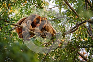 Howler monkeys really high on a giant tree in brazilian jungle.