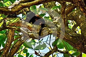 Howler monkeys high in a tree in Gandoca Manzanillo Refuge, Costa Rica