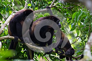 Howler monkeys in the jungle