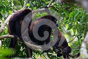 Howler monkeys in the jungle photo