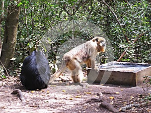 Howler Monkeys at Monkeyland on Garden Route, South Africa