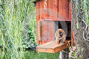 Howler monkeys outside a small wood house in a Michigan zoo photo