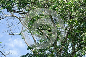 Howler monkeys in tree