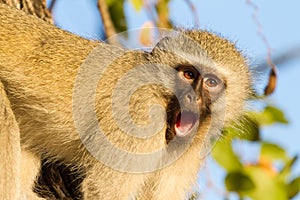 Howlin` Vervet Monkey