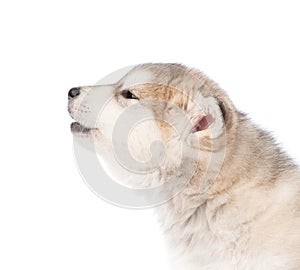 Howling alaskan malamute puppy dog in profile. isolated on white