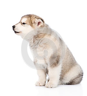 Howling alaskan malamute puppy dog in profile. isolated on white