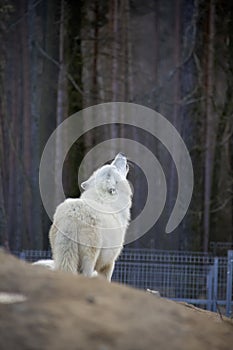 Howling arctic wolf