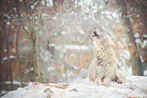 Howling arctic wolf also known as the white wolf or polar wolf.