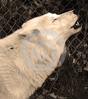 Howling Arctic Wolf or Polar White Wolf