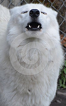 Howling Arctic Wolf or Polar White Wolf