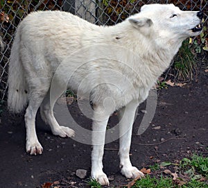 Howling Arctic Wolf or Polar White Wolf